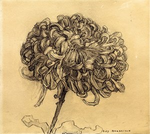 Chrysanthemum
